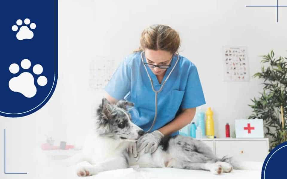 Top 5 Veterinary Clinics in USA