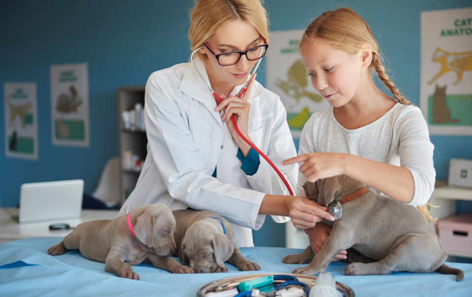 Veterinary Hospitals and Clinics Email List